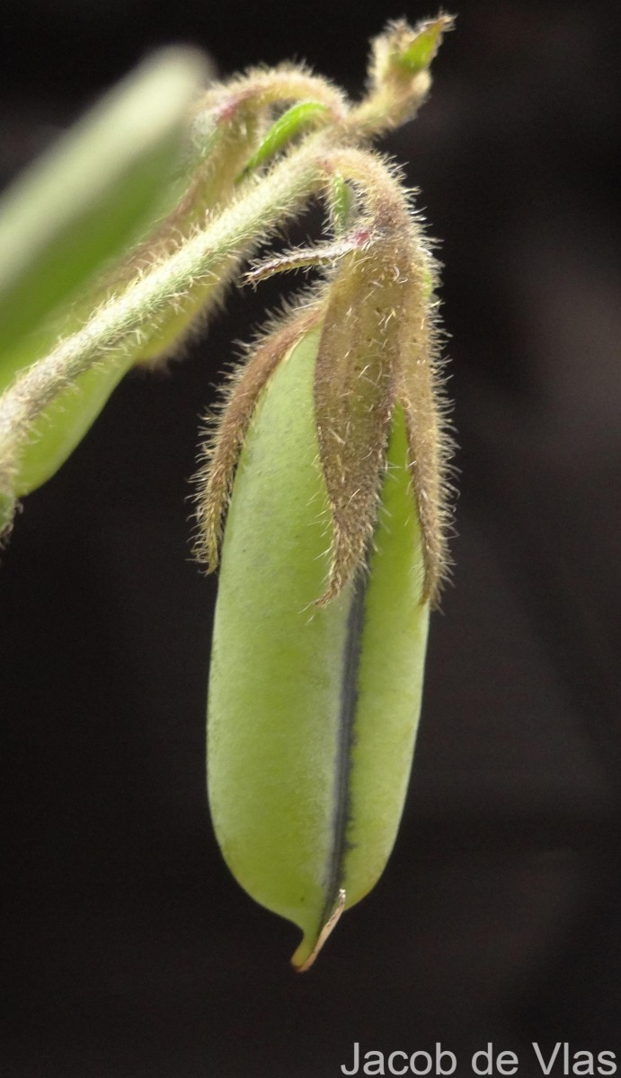 Crotalaria lejoloba Bartl.